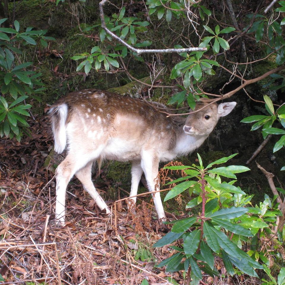 Deer