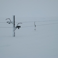 Burried Ptarmigan tow!
