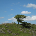 Lone Tree
