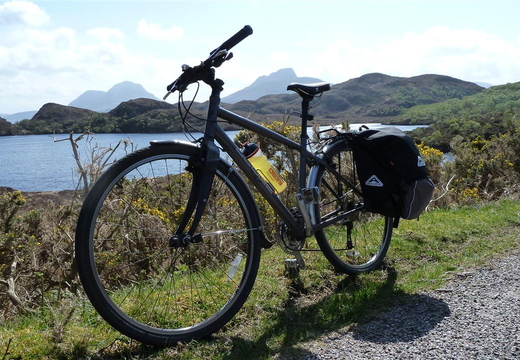 Steed