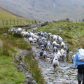 Lucy Shepherding