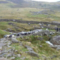 Sheep+bridge