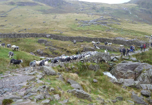 Sheep+bridge