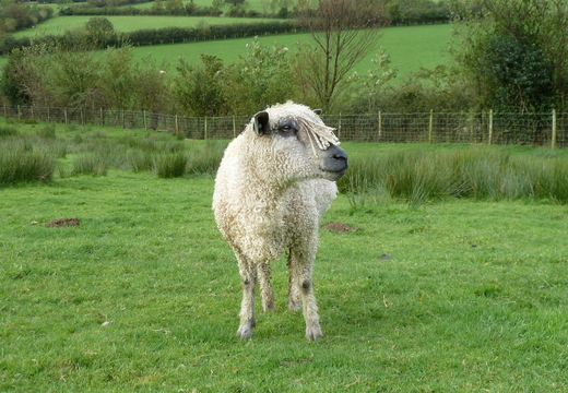 Posh Wooled Sheep, Buttermere