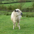 Posh Wooled Sheep, Buttermere
