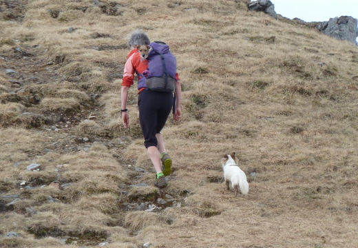 Dog hitching a lift