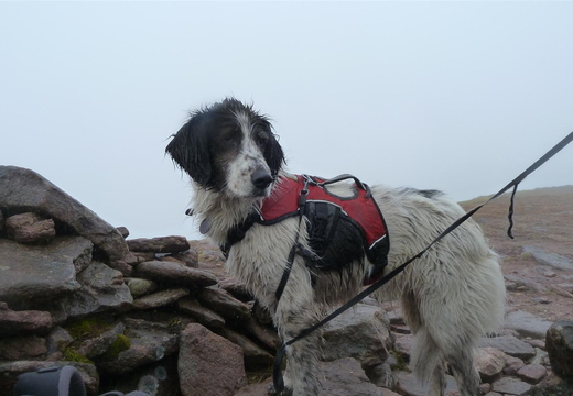 Holly Summit Of Slioch