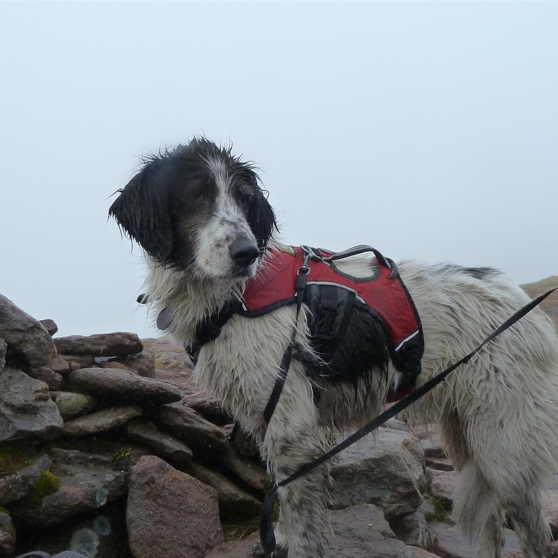 Holly Summit Of Slioch