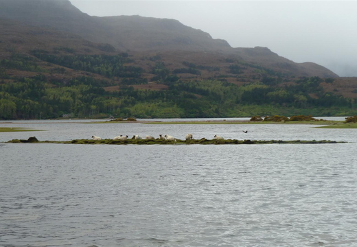 Sheep Stranded On Loch Torridon