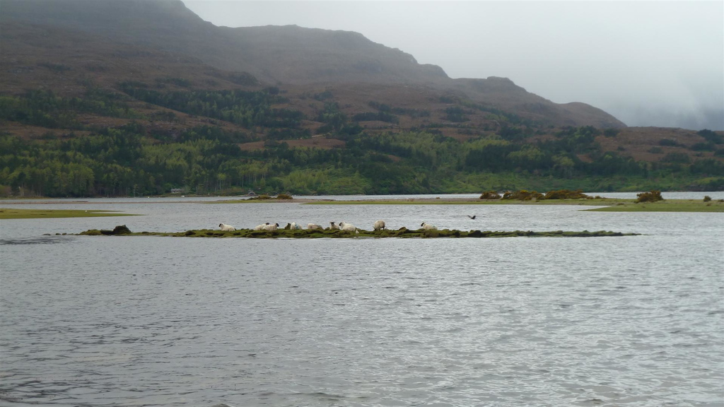 Sheep Stranded On Loch Torridon
