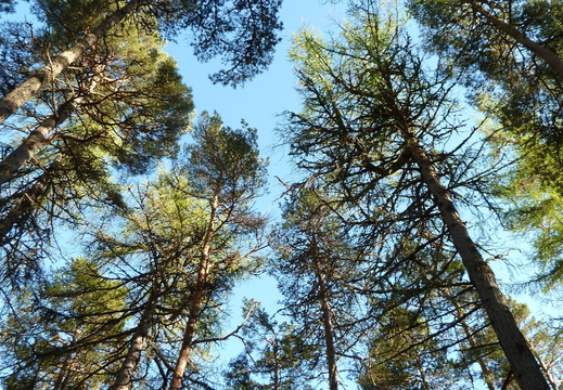 Evening Scots Pines