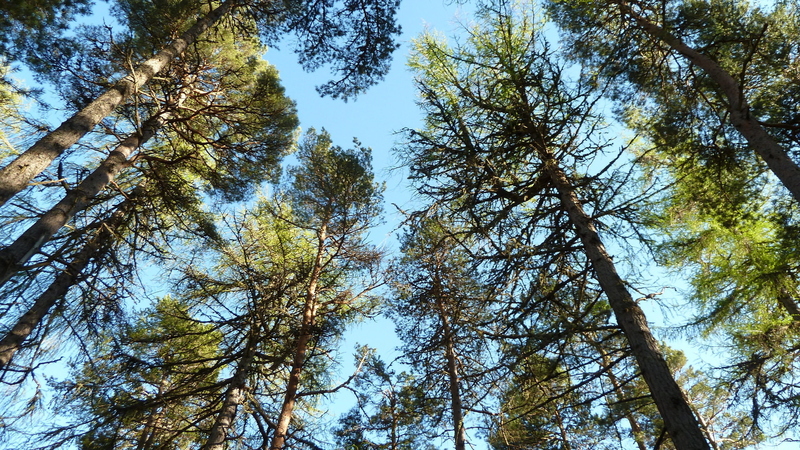 Evening Scots Pines
