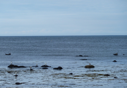 Seals