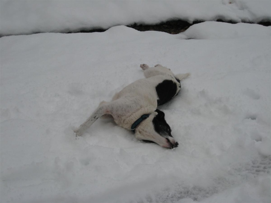 Finn the dog enjoying the snow!