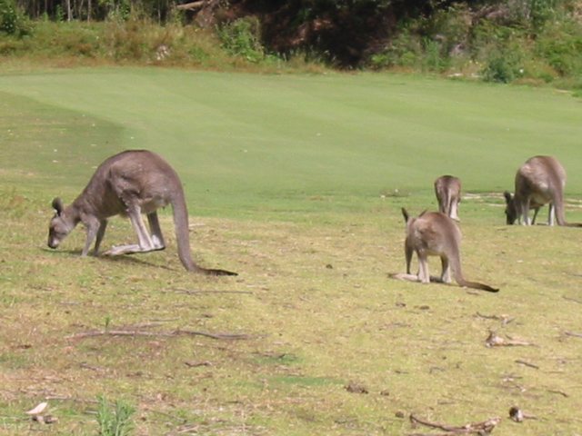Kangaroos in the wild on the golf course!