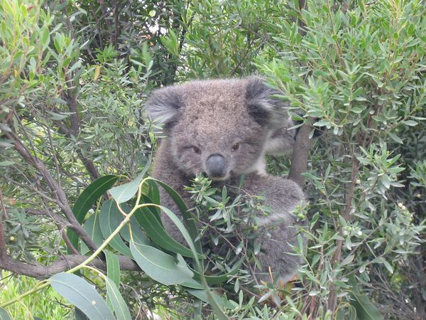 A Koala in the wild (with large claws)