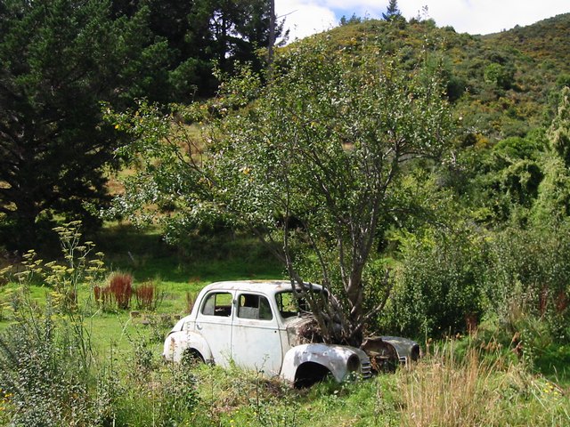 The old car outside the backpacker with a tree growing out of the bonnet!