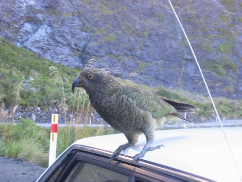 Kia (NZ parrots) trying to eat my car!