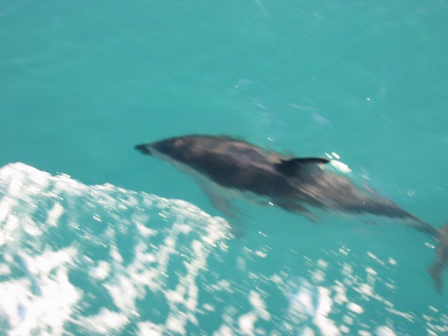 Managed to catch some Dusky Dolphins on the way back!